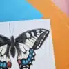 Wenskaart Vlinder Koninginnenpage - Afbeelding 3